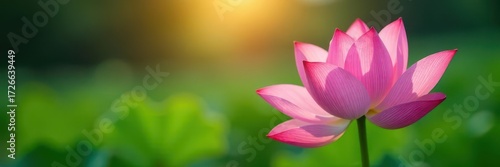 Delicate lotus petals unfolding in morning light, calm, nature, water
