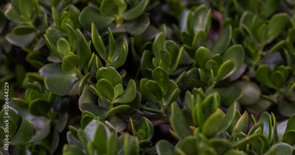 Obraz premium Close-up view of jade plant leaves with glossy, vibrant green surfaces, creating a natural and lush composition. Ideal for indoor gardening themes or botanical displays showcasing healthy foliage.