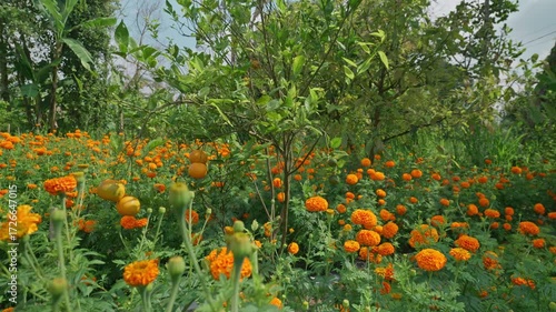 Orange garden with ripe oranges on tree branches. Beautiful orange trees in an orchard. Fruit trees laden with ripe