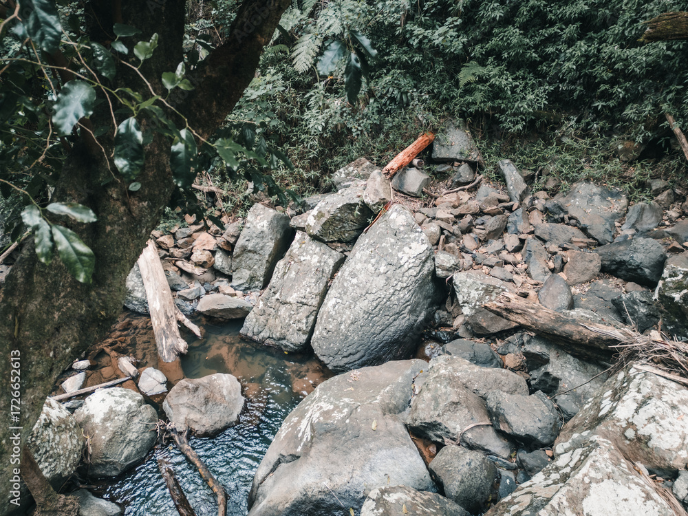 Obraz premium Rainforest stream running through rocks