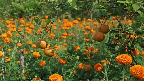 Orange garden with ripe oranges on tree branches. Beautiful orange trees in an orchard. Fruit trees laden with ripe fruits.