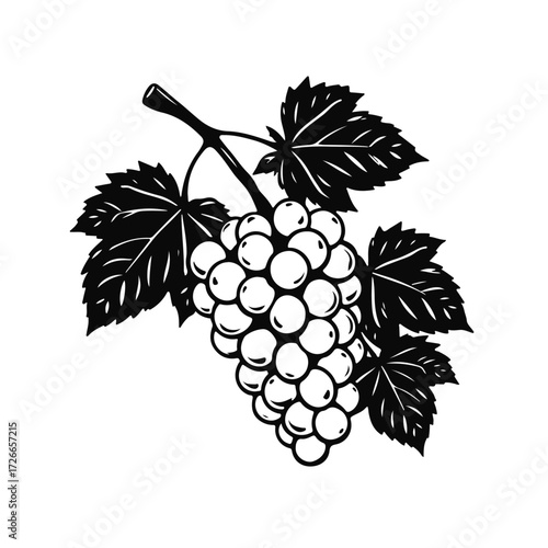 Grapes bunch illustration, vineyard fruit drawing, wine grapes art, grapevine leaves sketch, vintage grape cluster for design and decoration