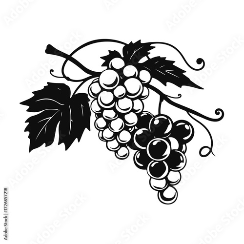 Grapes bunch illustration, vineyard fruit drawing, wine grapes art, grapevine leaves sketch, vintage grape cluster for design and decoration