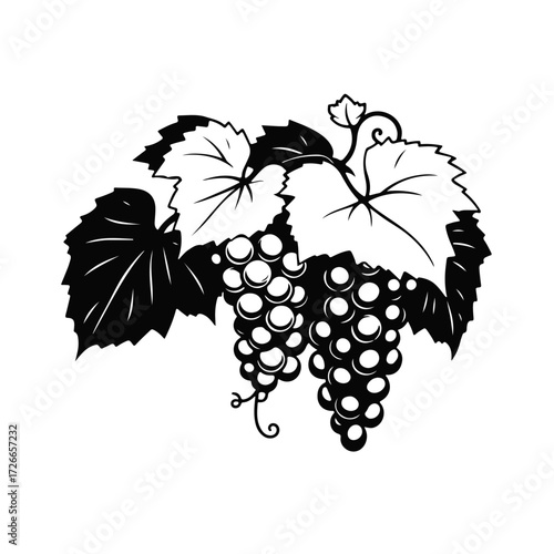 Grapes bunch illustration, vineyard fruit drawing, wine grapes art, grapevine leaves sketch, vintage grape cluster for design and decoration