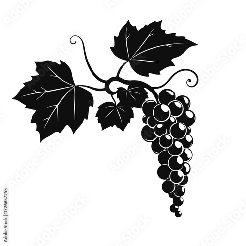 Grapes bunch illustration, vineyard fruit drawing, wine grapes art, grapevine leaves sketch, vintage grape cluster for design and decoration