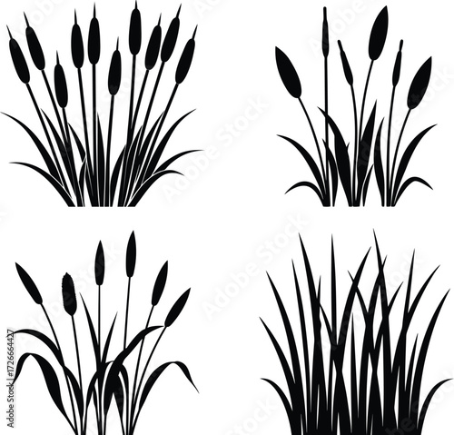   Silhouette of grass and flowers on white background