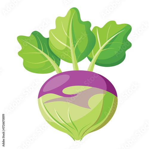 Kohlrabi vegetable with vibrant green leaves
