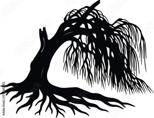 Vector Willow tree silhouette graceful weeping form Illustrator