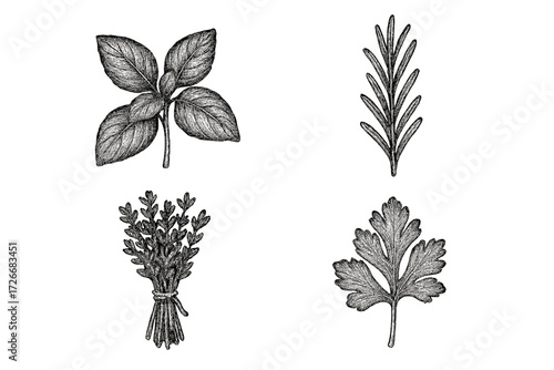 Botanical collection of fresh culinary herbs and aromatic spices including basil, rosemary, thyme, and parsley