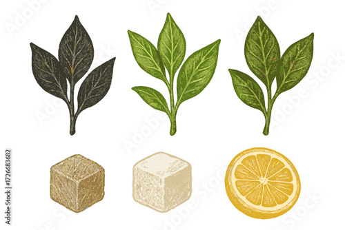 Assortment of tea ingredients including fresh green leaves, brown and white sugar cubes, and a vibrant lemon slice, arranged for a refreshing beverage