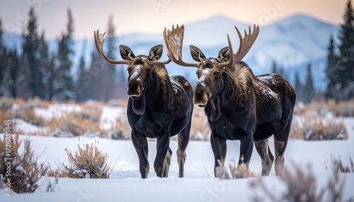 Three moose in snowy winter landscape