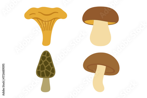 Selection of diverse edible fungi including chanterelle, porcini, morel, and shiitake mushrooms