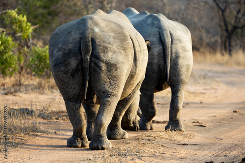 two white rhino bulls walking away