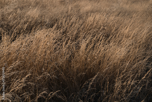 Field of dry grass outdoor in sunlight in autumn