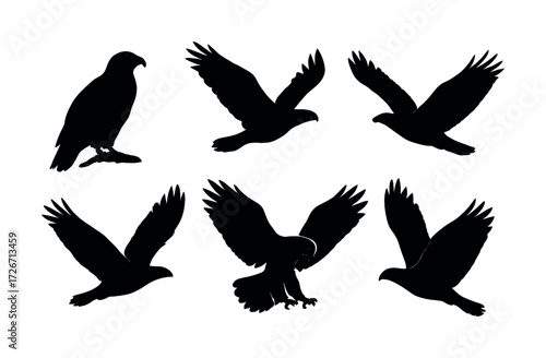 Silhouette of birds in various flight positions