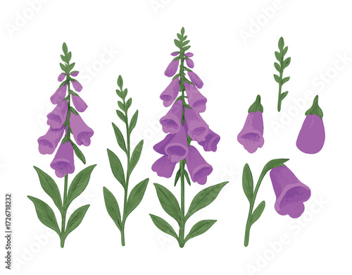 Purple foxglove flowers and leaves with green stems on white background