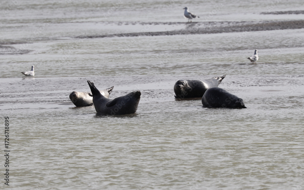 Fototapeta premium Phoques gris (Halichoerus grypus) : Grand mammifère marin qui se distingue par son apparence robuste et son museau allongé. C'est l'une des espèces de phoques que l'on peut observer à Berck-sur-Mer