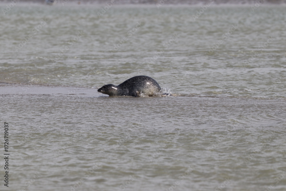Obraz premium Phoques gris (Halichoerus grypus) : Grand mammifère marin qui se distingue par son apparence robuste et son museau allongé. C'est l'une des espèces de phoques que l'on peut observer à Berck-sur-Mer