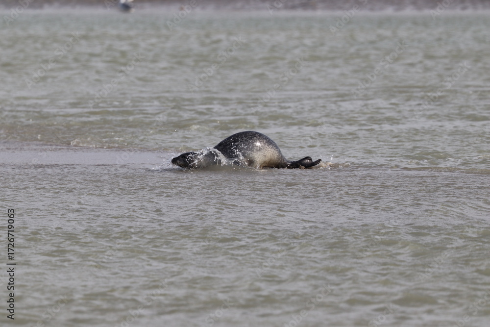 Obraz premium Phoques gris (Halichoerus grypus) : Grand mammifère marin qui se distingue par son apparence robuste et son museau allongé. C'est l'une des espèces de phoques que l'on peut observer à Berck-sur-Mer