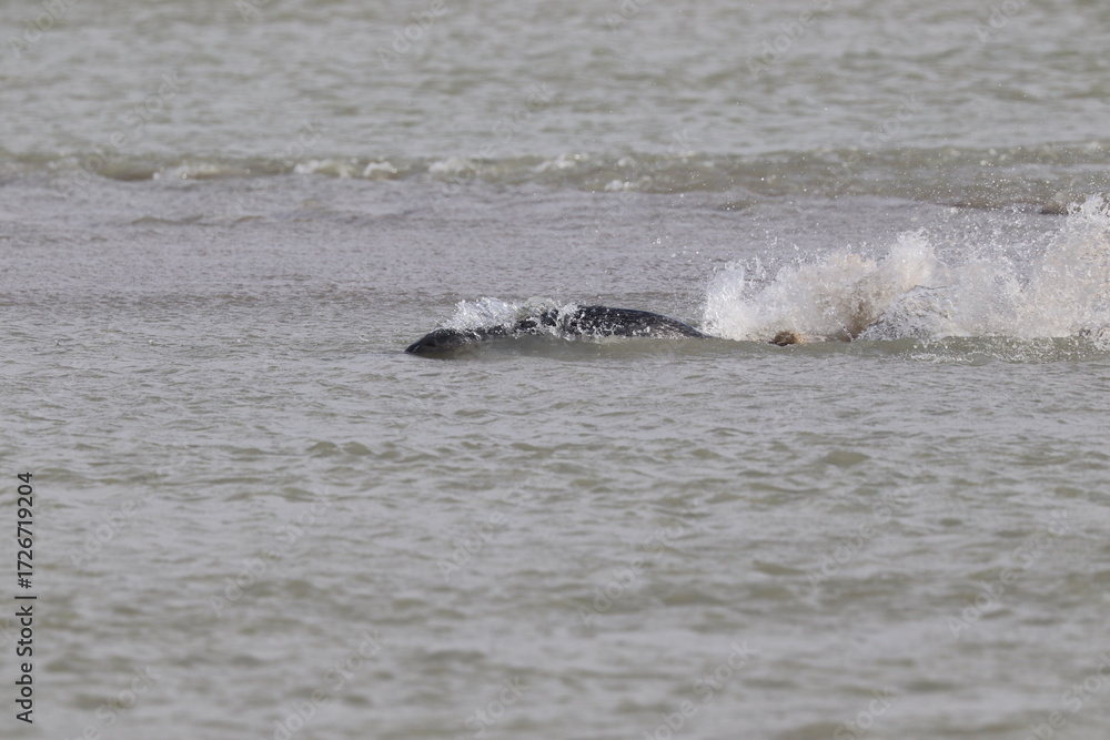 Fototapeta premium Phoques gris (Halichoerus grypus) : Grand mammifère marin qui se distingue par son apparence robuste et son museau allongé. C'est l'une des espèces de phoques que l'on peut observer à Berck-sur-Mer