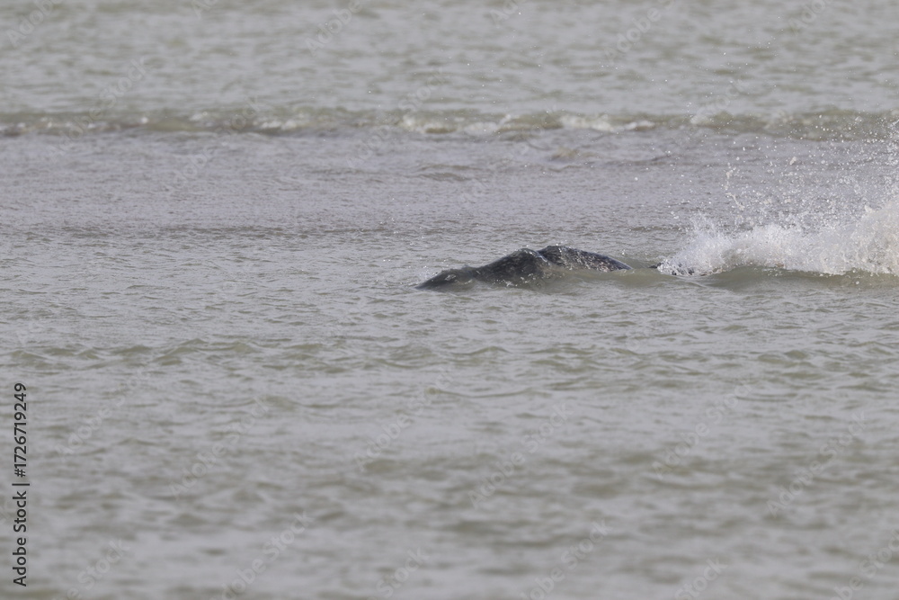 Fototapeta premium Phoques gris (Halichoerus grypus) : Grand mammifère marin qui se distingue par son apparence robuste et son museau allongé. C'est l'une des espèces de phoques que l'on peut observer à Berck-sur-Mer