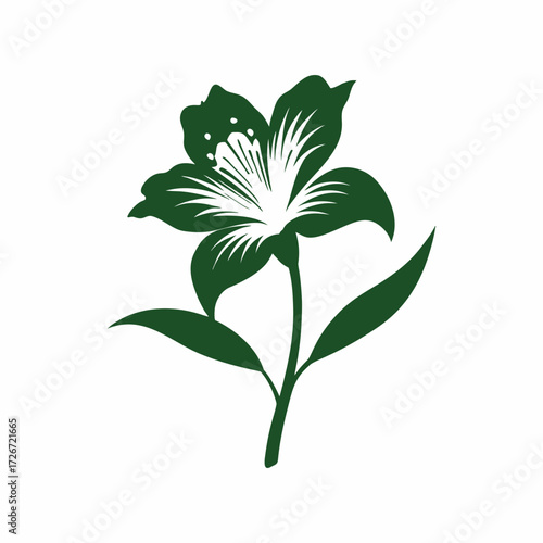 Alstroemeria peruvian lily flower detailed color illustration vector art