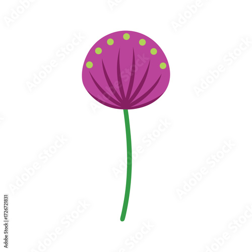 Allium flower detailed botanical color illustration vector art