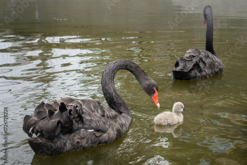 Fototapeta Naklejka Na Ścianę i Meble -  Graceful black swan mother and cygnet swim gently on calm water