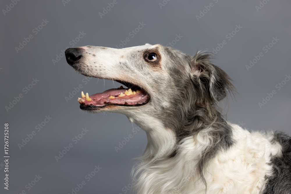 Fototapeta premium Side Profile of White and Gray Dog on Gray Background
