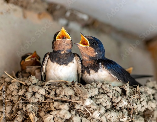 Baby birds in a nest (2)