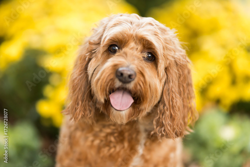 Wallpaper Mural Happy Brown Dog with Flowers Torontodigital.ca