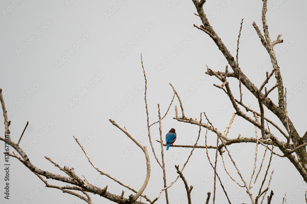 Fototapeta premium White-throated Kingfisher (Halcyon smyrnensis) bird perched on a bare branch against a bright, overcast sky. The bird is vibrant blue and brown and white plumage