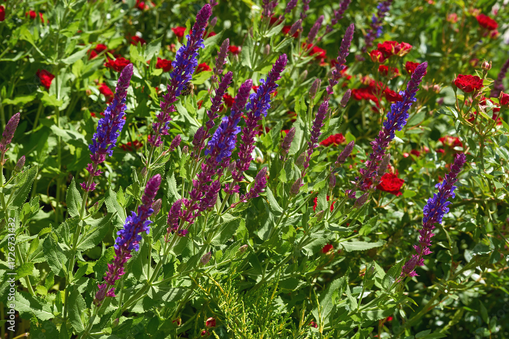 Obraz premium Pink magenta sage salvia flowers,mini roses,spring meadow,lush vegetation