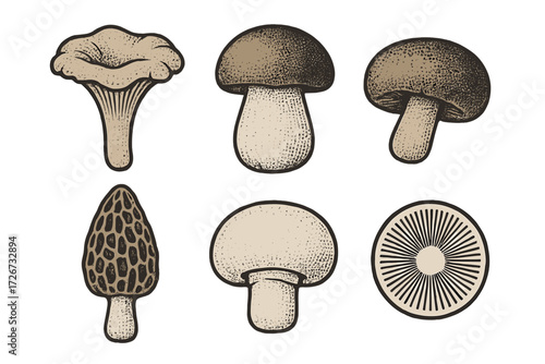 Collection of various edible and wild mushrooms including chanterelle, porcini, morel, and button fungi