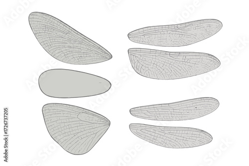 Anatomical study of insect wings featuring intricate venation patterns and diverse shapes on a white background