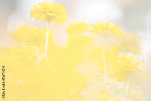 Chrysanthemum yellow flowers beautiful blurred background nature in pastel colors with a soft focus of yellow shades. fresh wallpaper concept, among green leaves and other blossom blur background.	