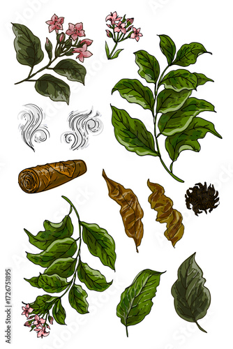 Vector illustration of tobacco plant with leaves, flowers, dried leaves, cigar and smoke elements. Hand-drawn botanical set, perfect for vintage design, packaging, labels, herbal posters, tobacco