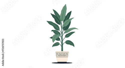 A tall green rubber plant in a decorative pot sits on a white background.
