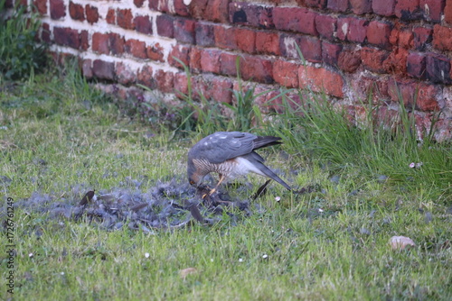 Scène de chasse dans la nature d'un Épervier d'Europe (Accipiter nisus). Petit rapace très agile, particulièrement adapté à la chasse dans les milieux boisés.
