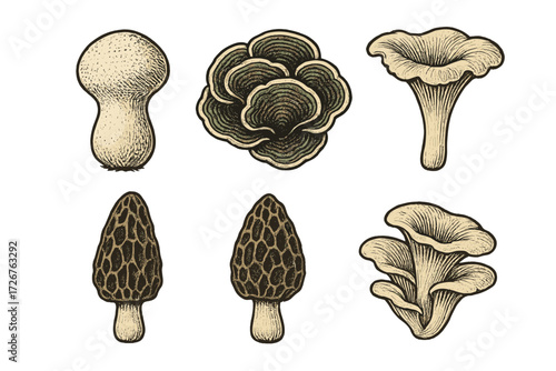 Wild edible mushroom species including morel chanterelle puffball turkey tail and oyster fungi