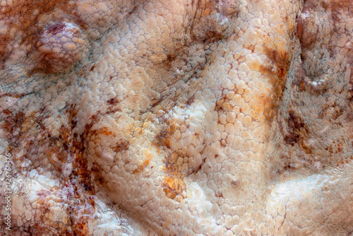 The texture of the wet skin of a large octopus. Bright abstract background.