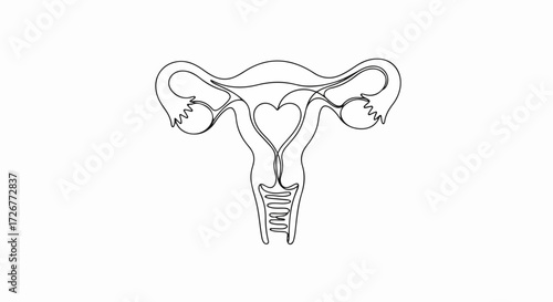 Uterus drawing shown with fallopian tubes and ovaries in a medical illustration for anatomy. Uterus drawing displays heart shape within its form to represent womb and ovaries in line art.