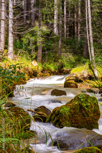 stream in the forest