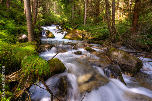 stream in the forest