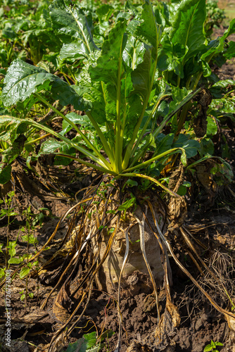 Fodder beet is a highly digestible feed with a beneficial effect on the health of animals. It has no special requirements for soil and climate when growing