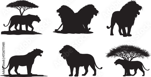 Lion silhouette collection, walking lion, sitting lion, roaring lion, tree scene, grooming lions, African wildlife, majestic poses, black vector animal illustration