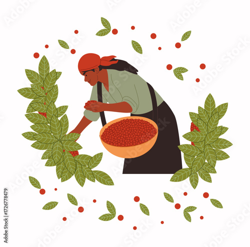 Farmer at plantation. Local farm. Woman picking coffee. Gardener harvesting natural berries into basket. Plant leaves. Crop organic cultivation. Farming product. Arabica beans growing. Vector concept