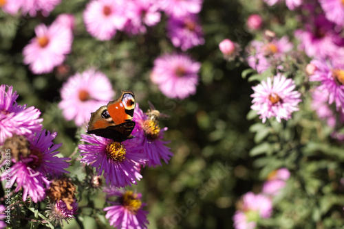 Butterfly on flower, Peacock butterfly,  Aglais io. Butterfly on pink flowers.
