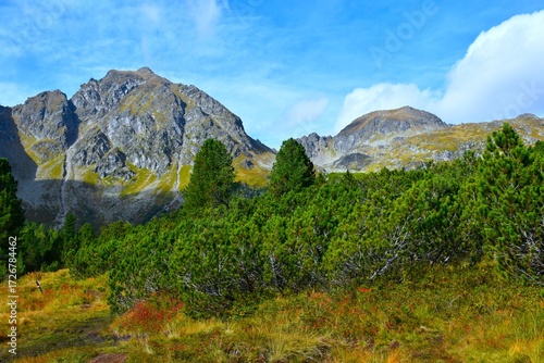Mugo pine bushes and austrian stone pine trees and mountain peaks above in Sölktäler nature park Niedere Tauern, Styria, Austria