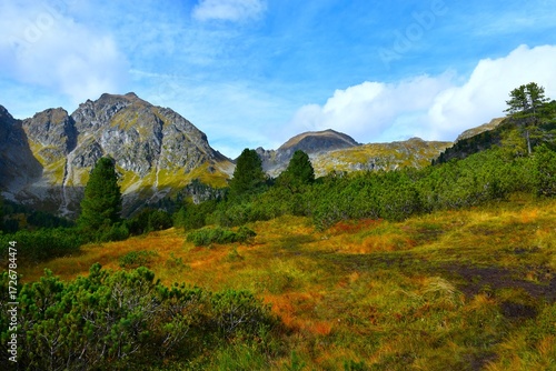 Hiking trail at a mountain meadow with mugo pine to Zwiefler in Sölktäler nature park Niedere Tauern, Styria, Austria